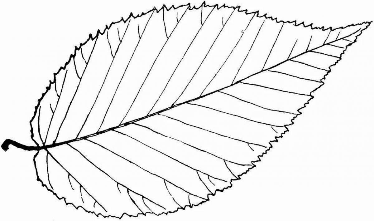 Majestic birch leaf coloring page