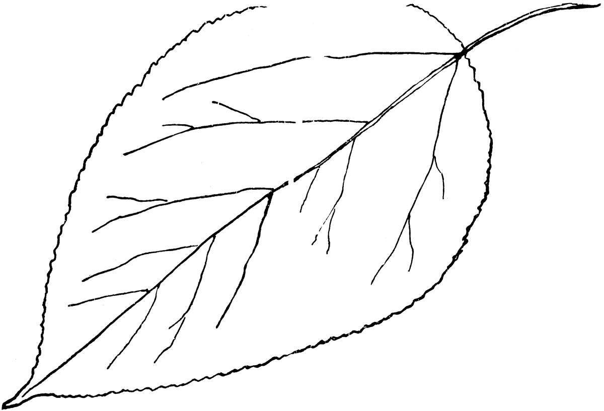 Coloring page graceful birch leaf