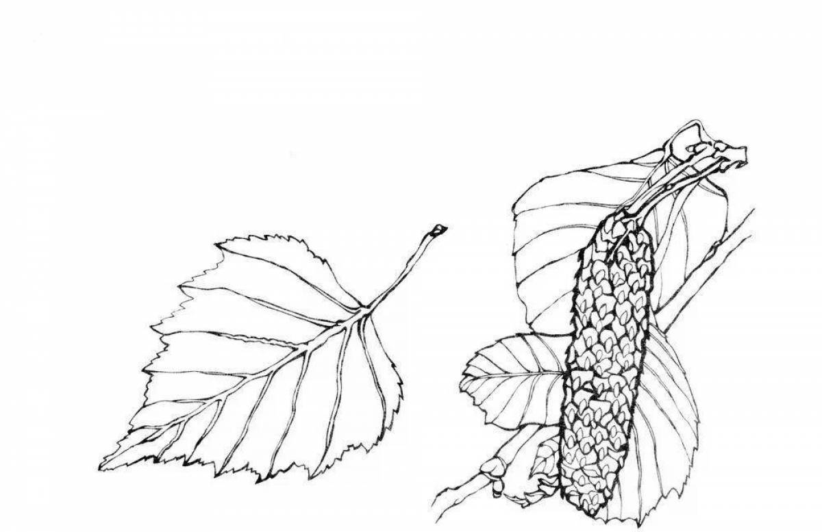 Rubber birch leaf coloring page