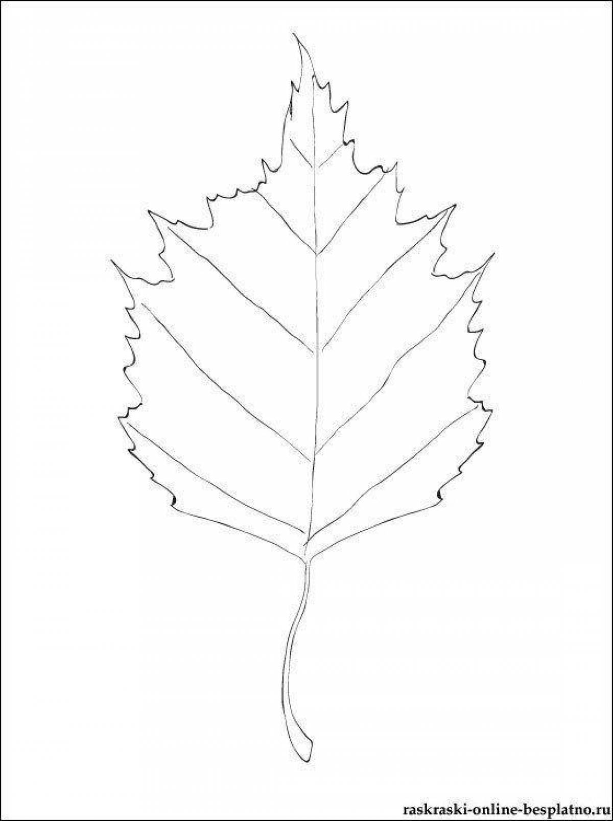 Coloring book alluring birch leaf