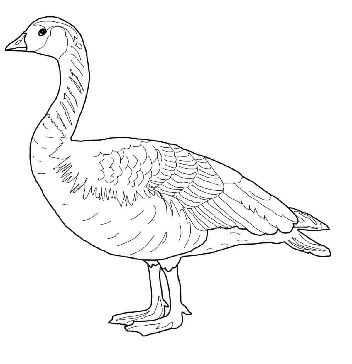 Creative goose coloring for kids