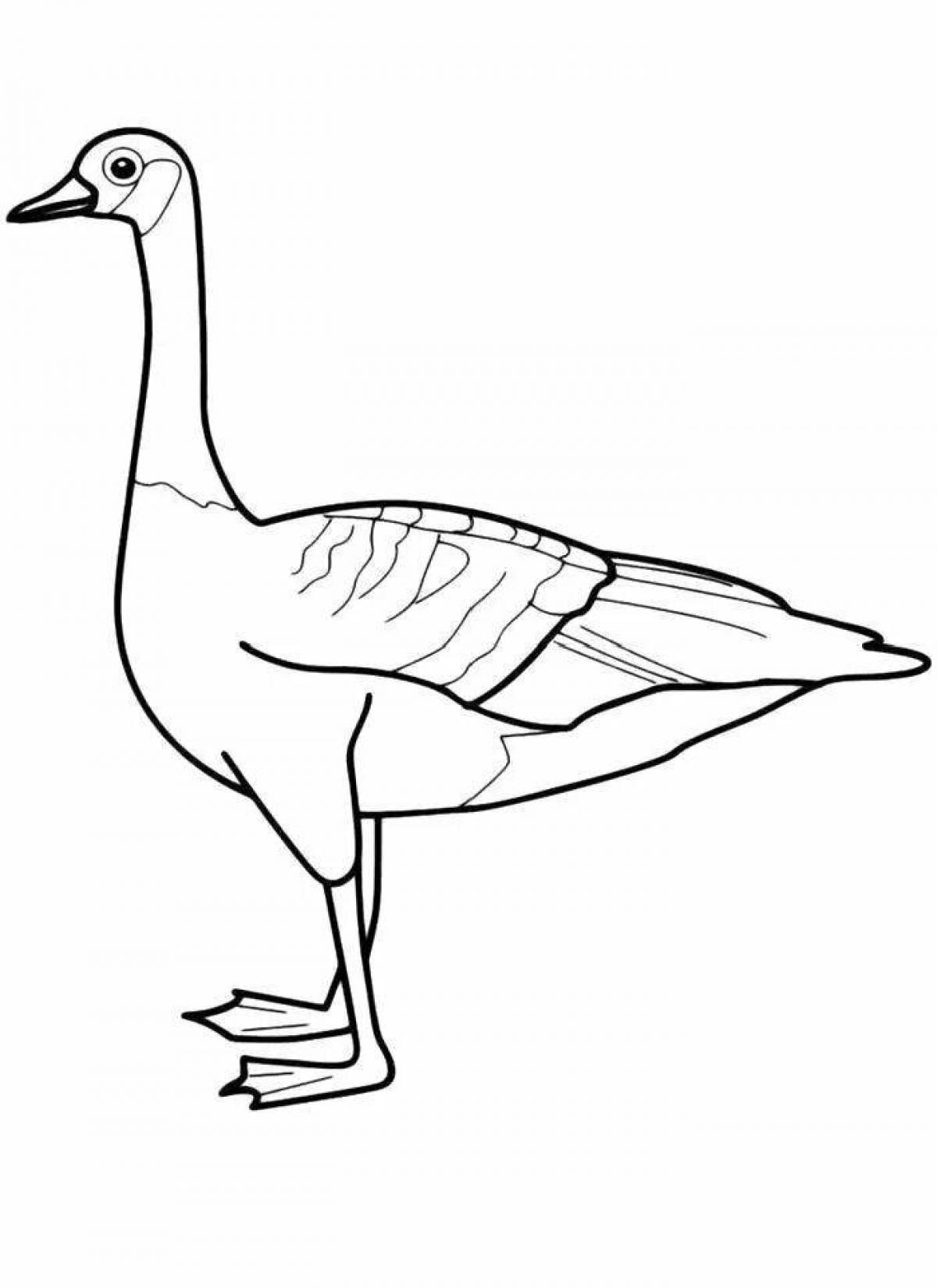 Goose for kids picture #9