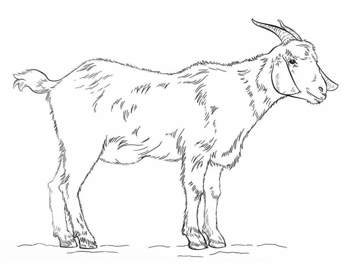 Curious coloring goat