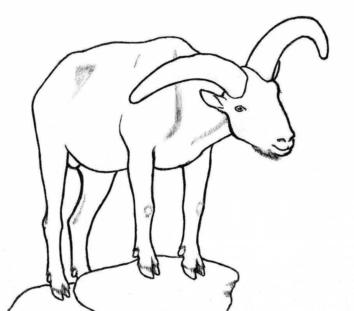 Goat #8