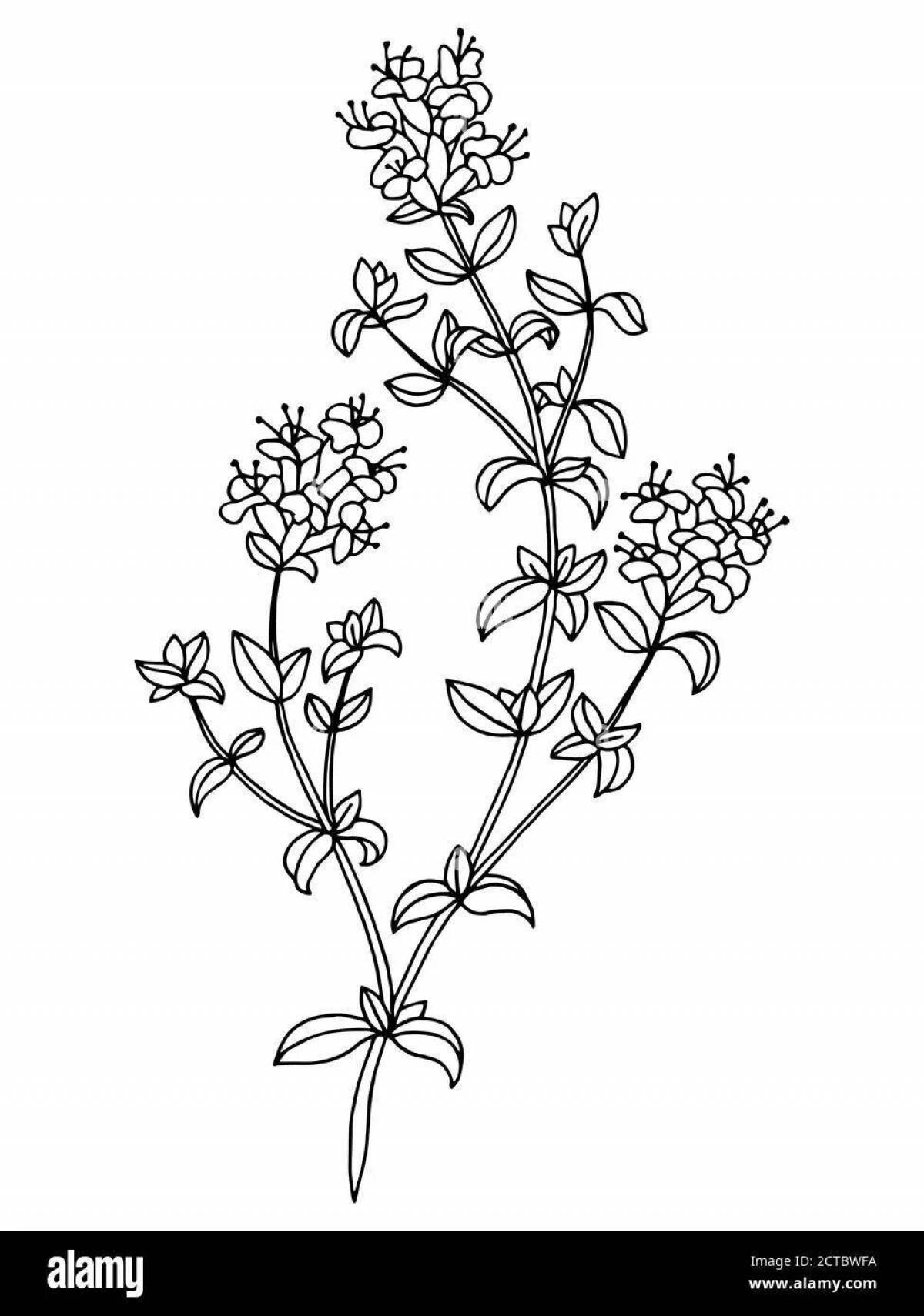 Colorful hypericum coloring page