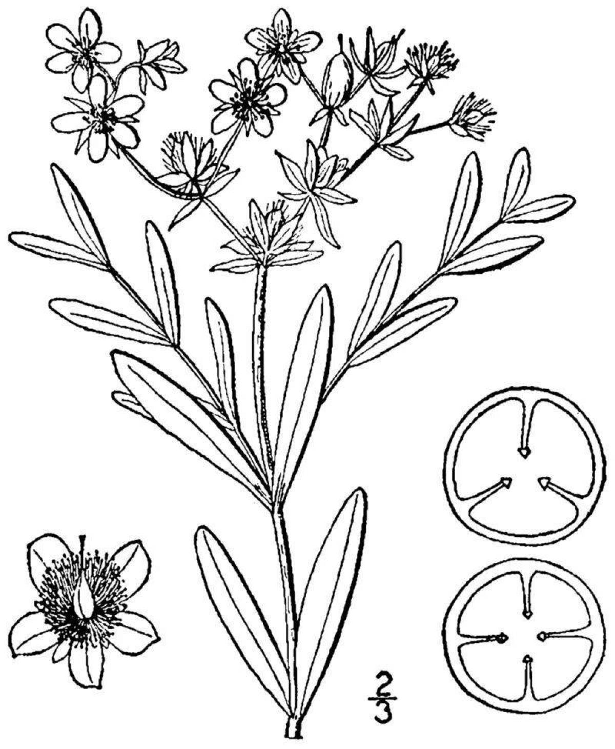 St. John's wort coloring page