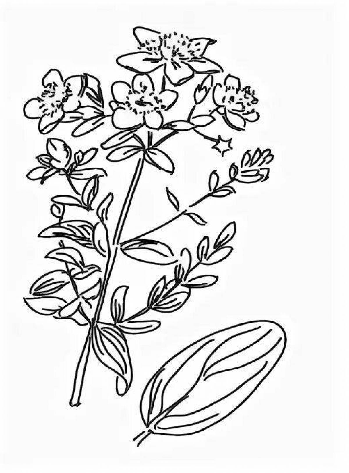 Coloring book playful St. John's wort