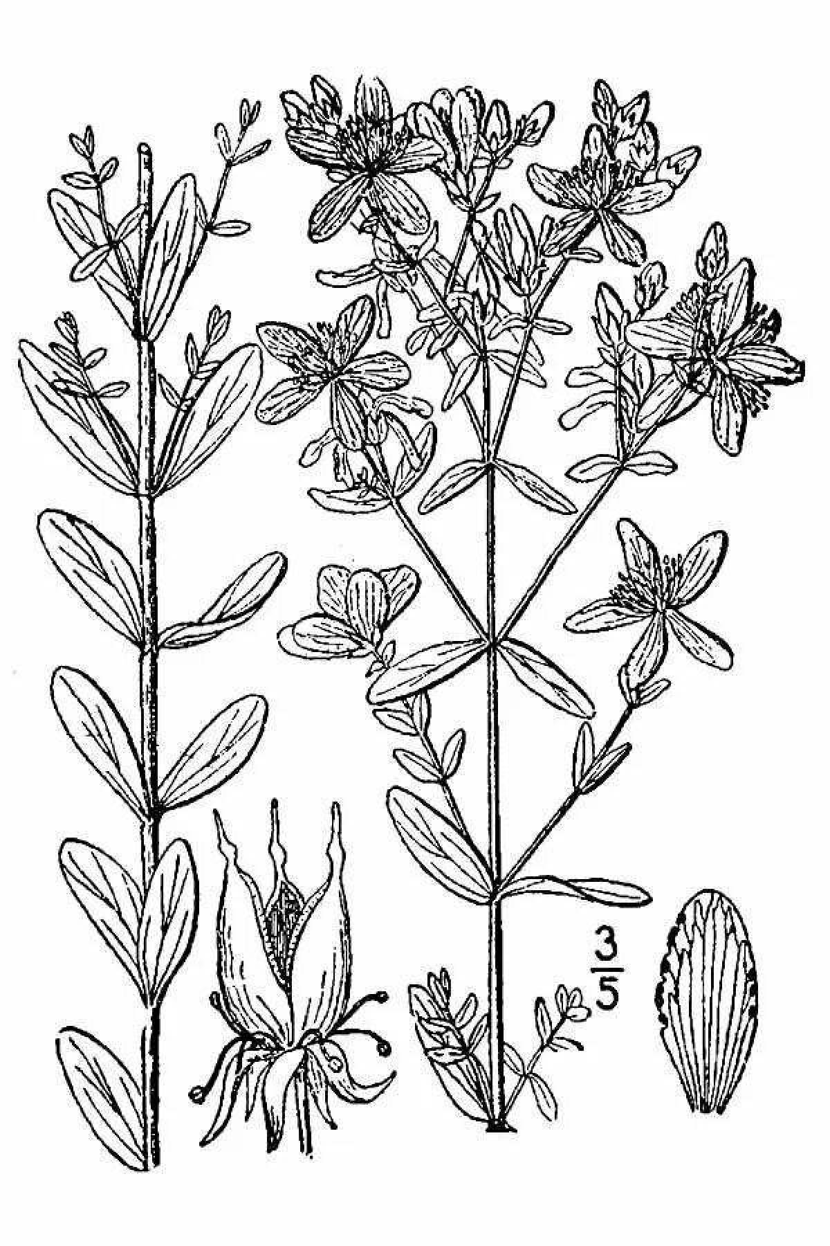 Charming hypericum coloring page