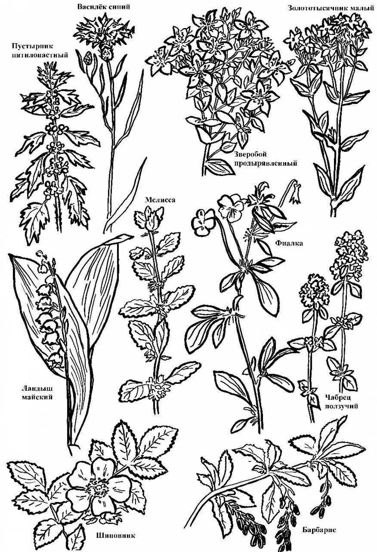 Rampant St. John's wort coloring page