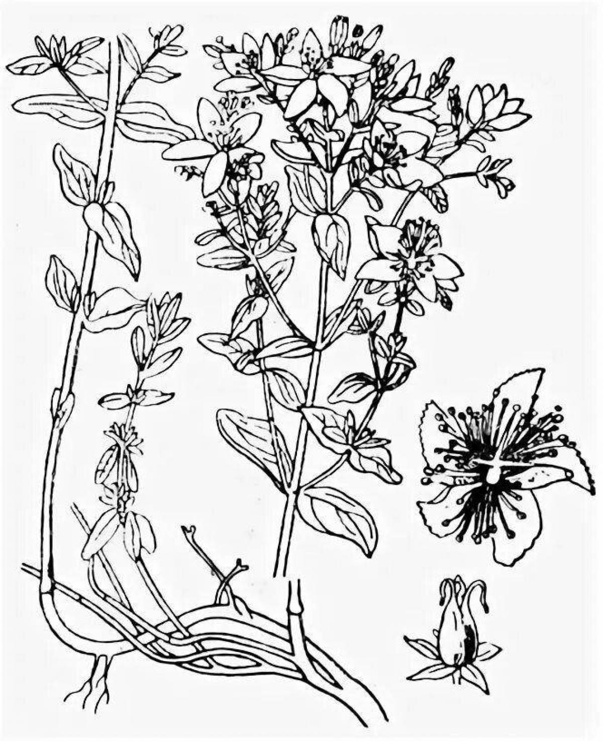 Great hypericum coloring page