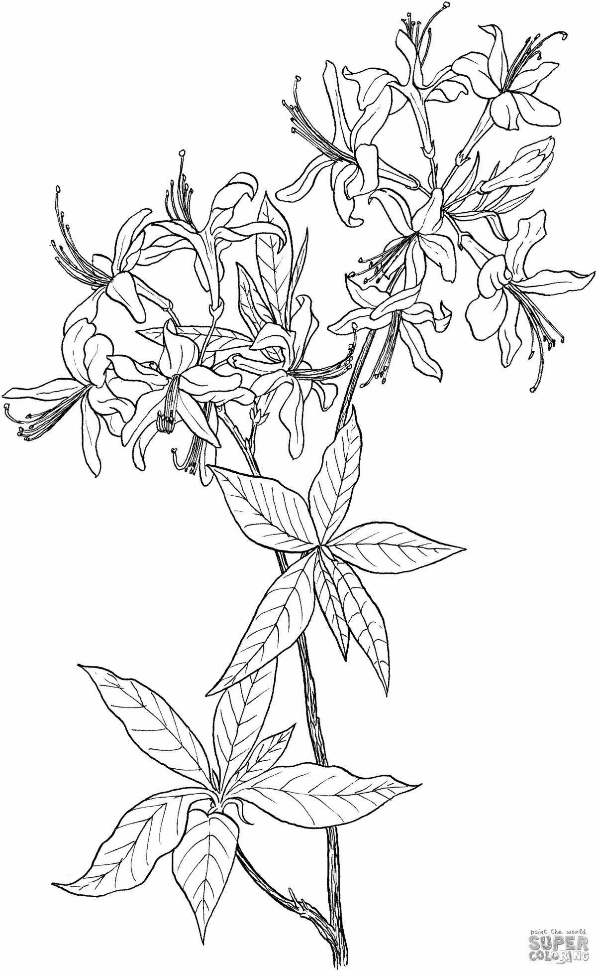 Coloring book superb St. John's wort