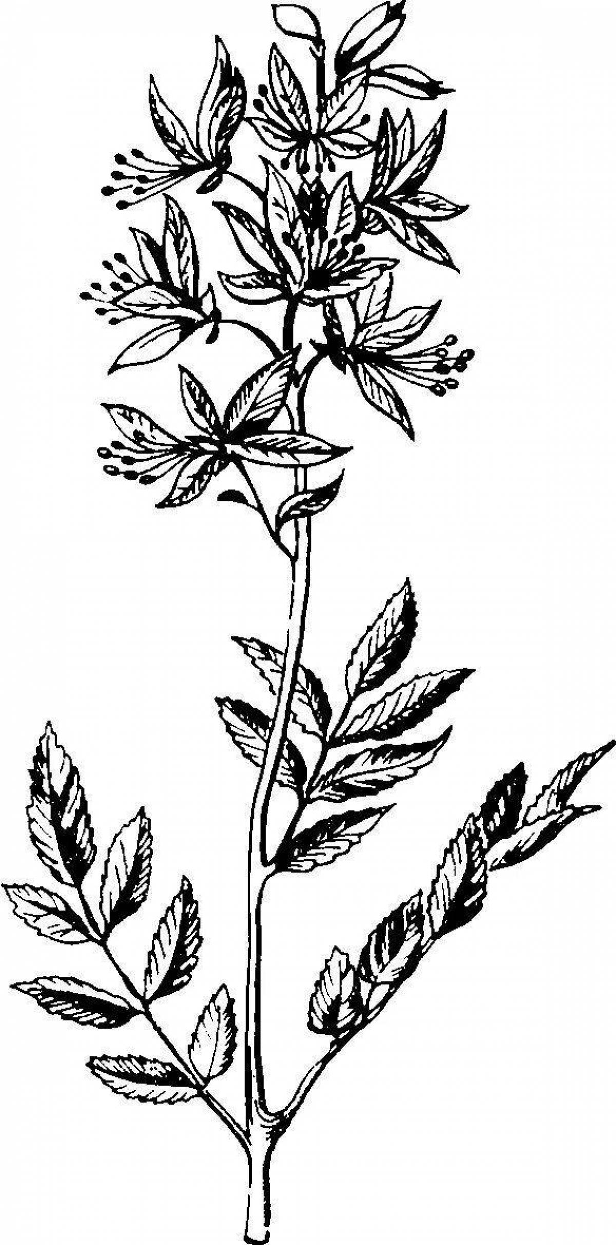 Gourmet St. John's wort coloring page