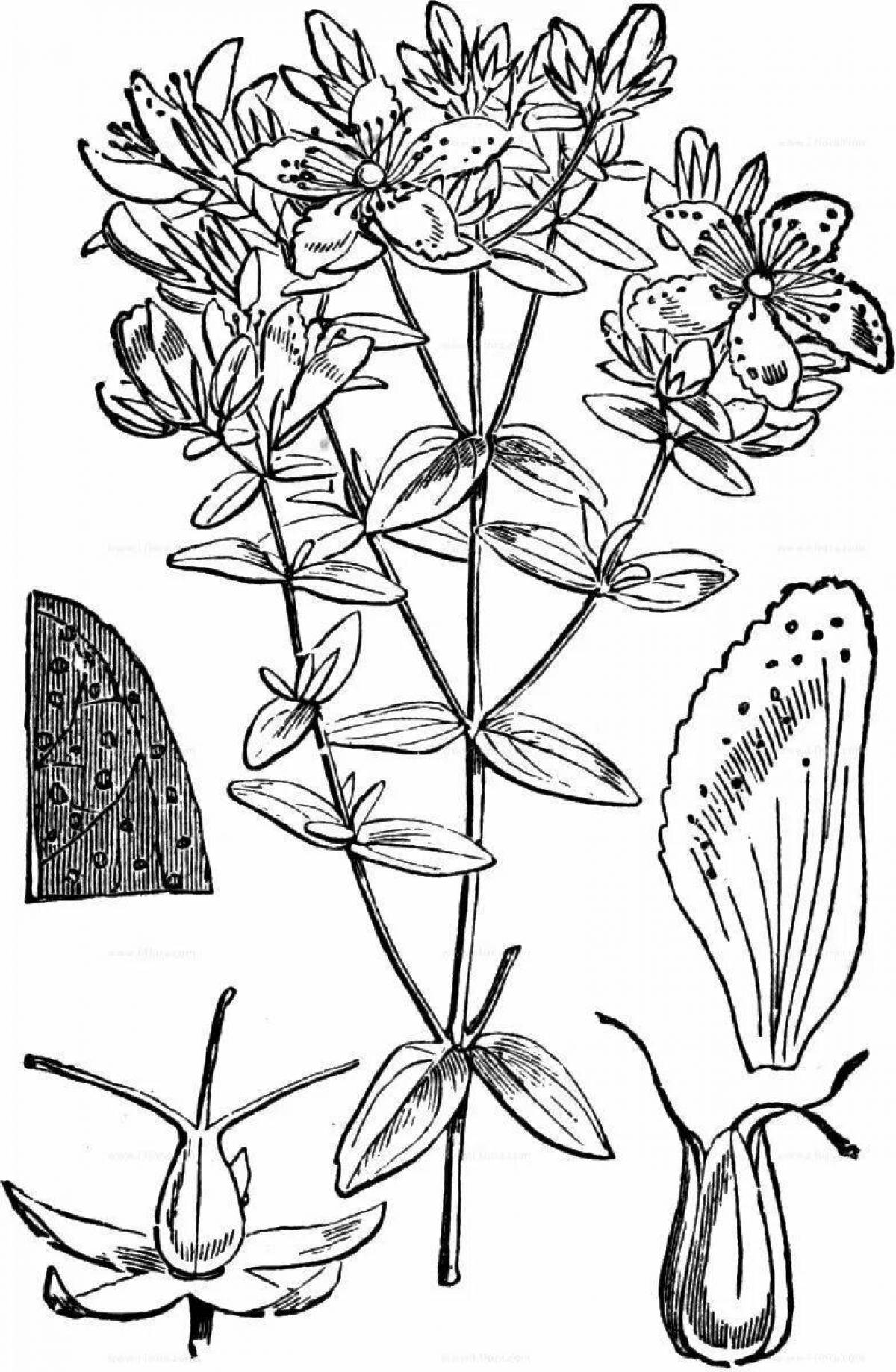 Coloring book dazzling St. John's wort