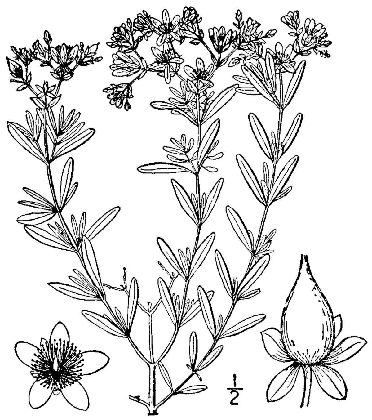 Coloring St. John's wort