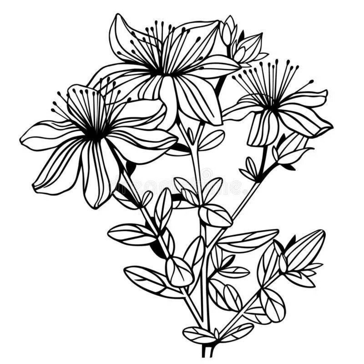 Fun coloring St. John's wort