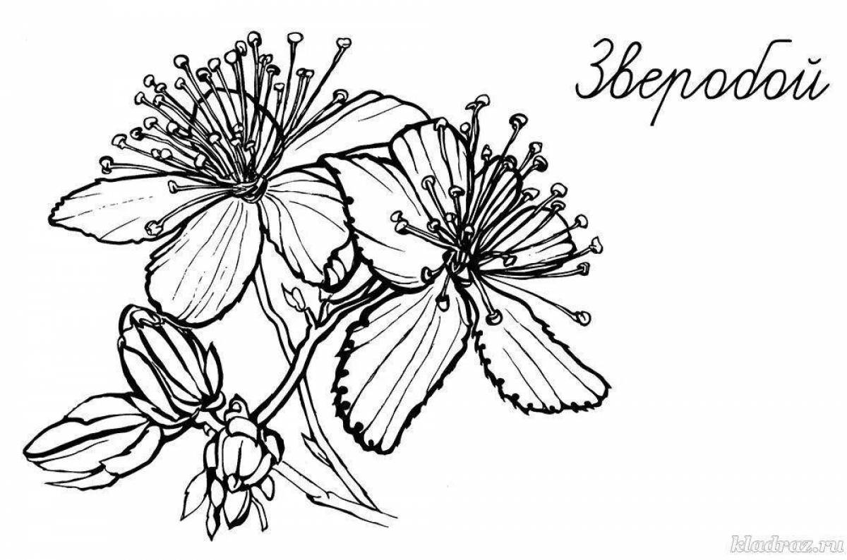 Exciting hypericum coloring page