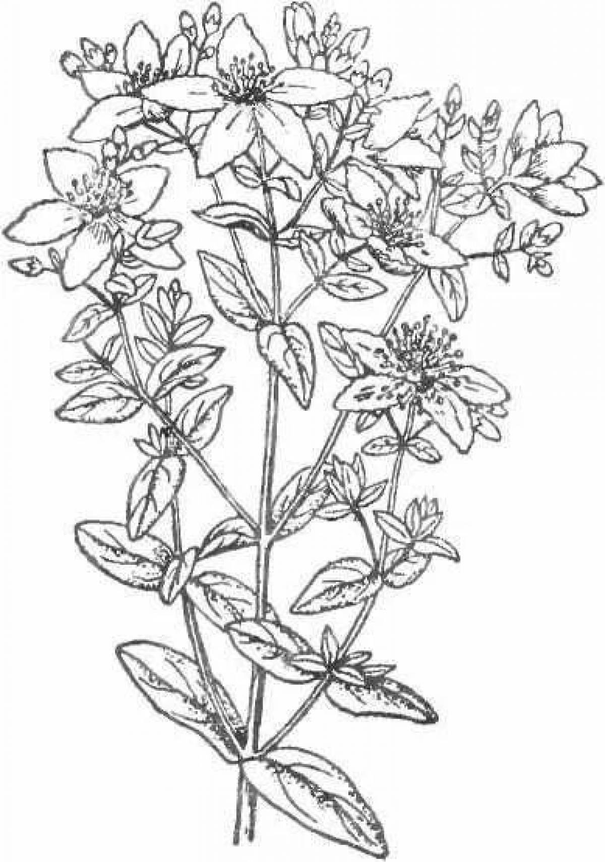 Colourful St. John's wort coloring book