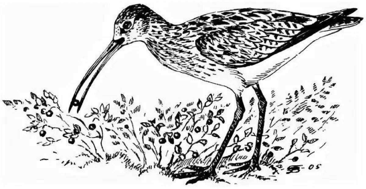 Colorful curlew coloring page
