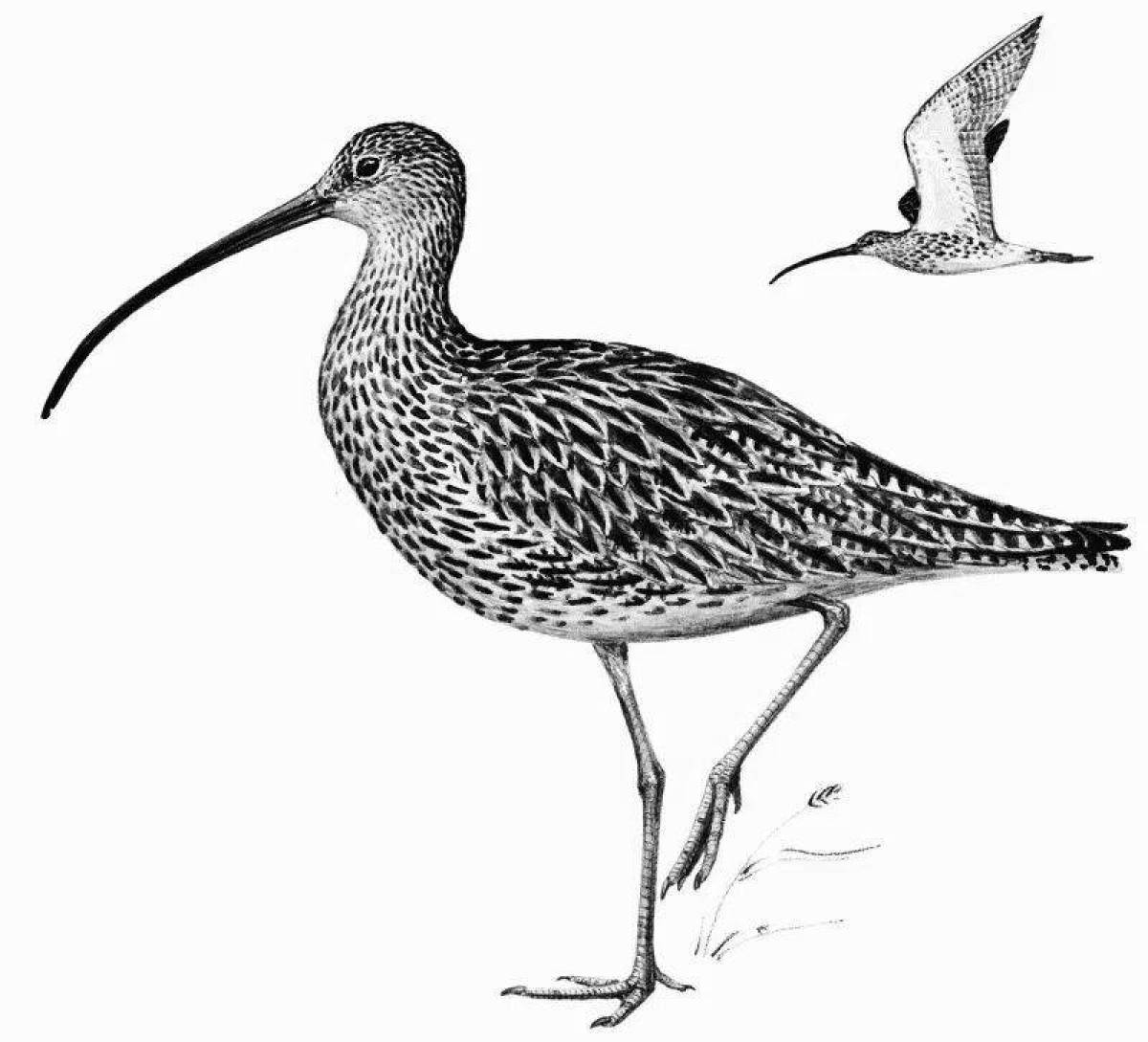 Majestic curlew coloring page
