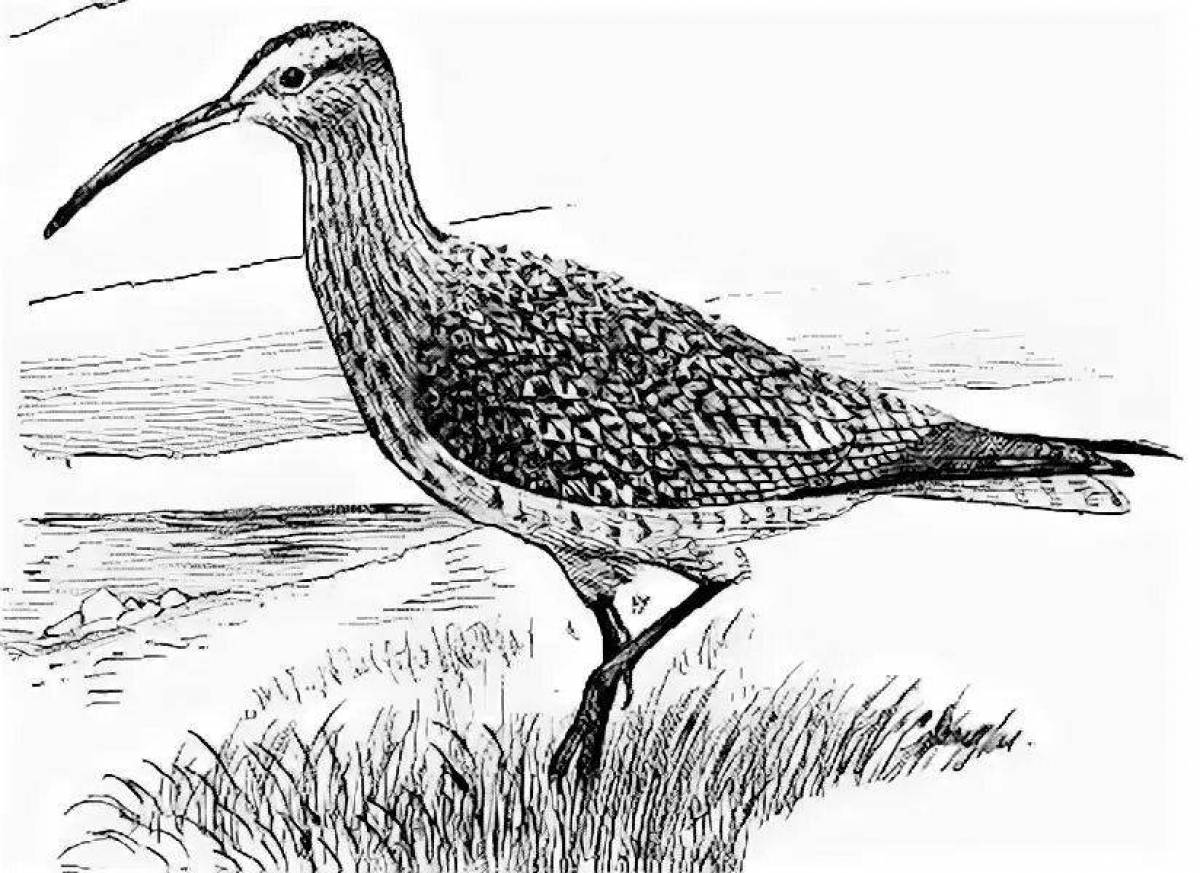 Gorgeous curlew coloring page
