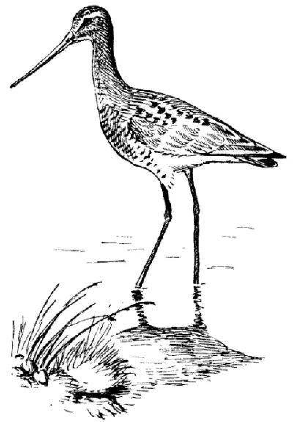 Adorable Curlew Coloring Page