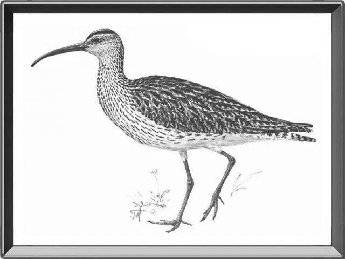 Adorable curlew coloring book