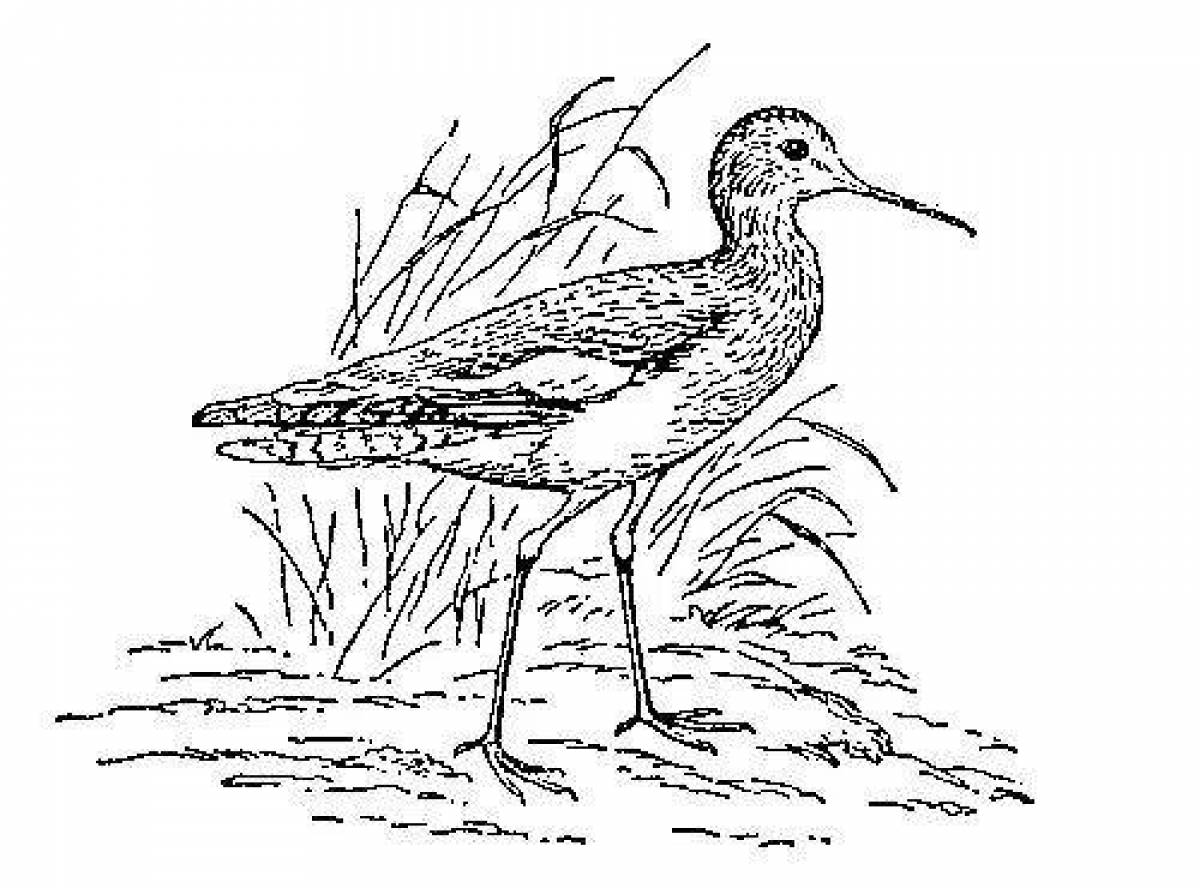Curlew coloring page