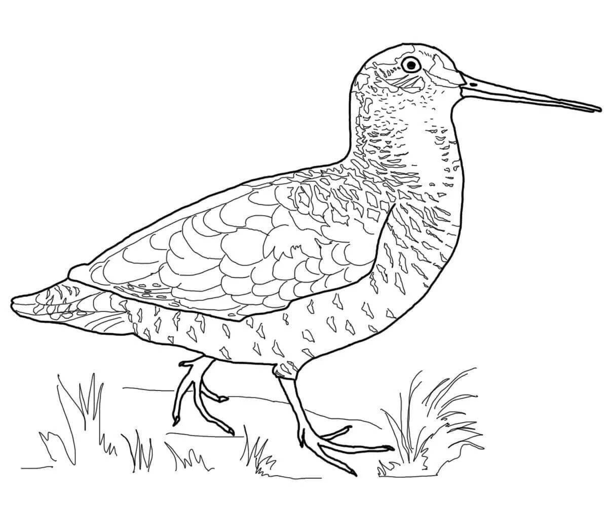 Radiated curlew coloring page