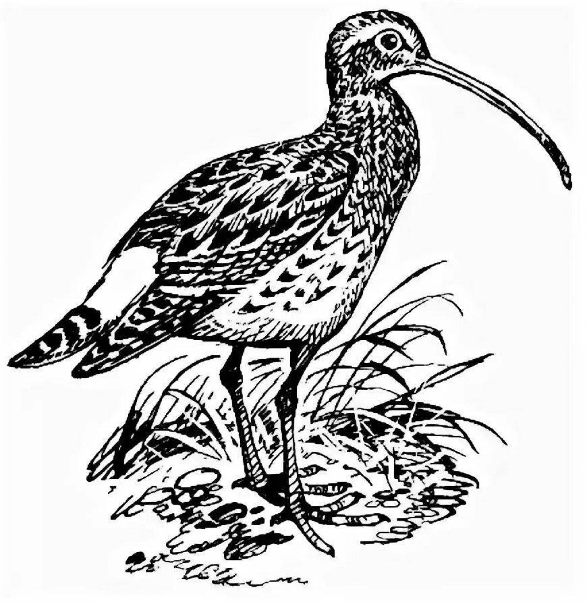 Glitter Curlew coloring page