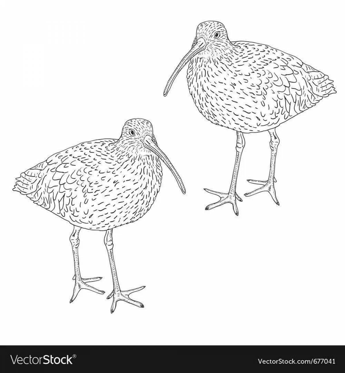 Amazing curlew coloring book