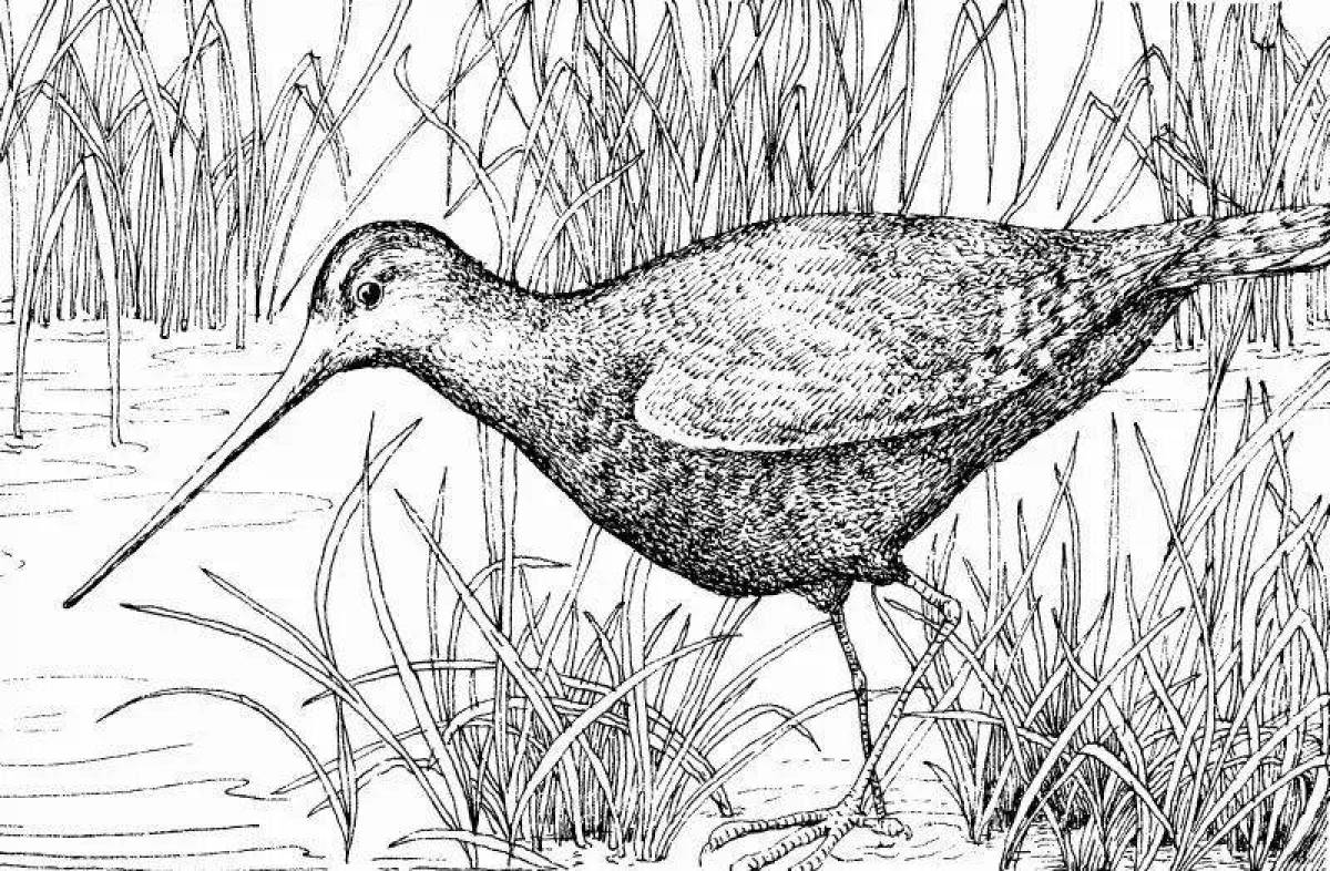 Beautiful curlew coloring page