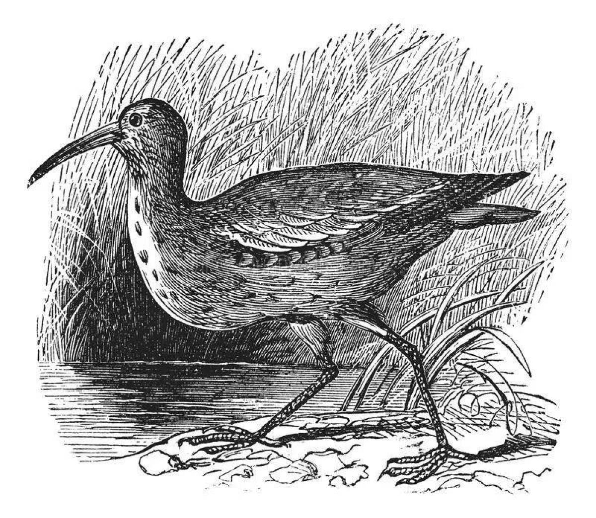 Dazzling curlew coloring page