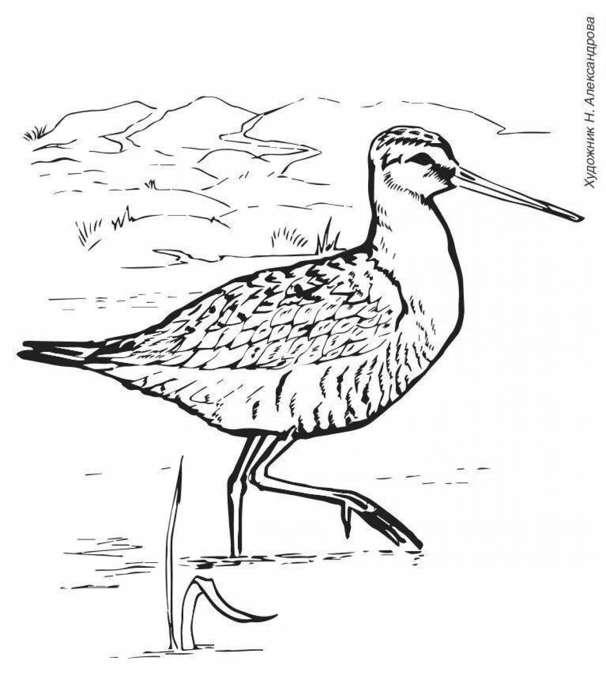 Rampant curlew coloring page