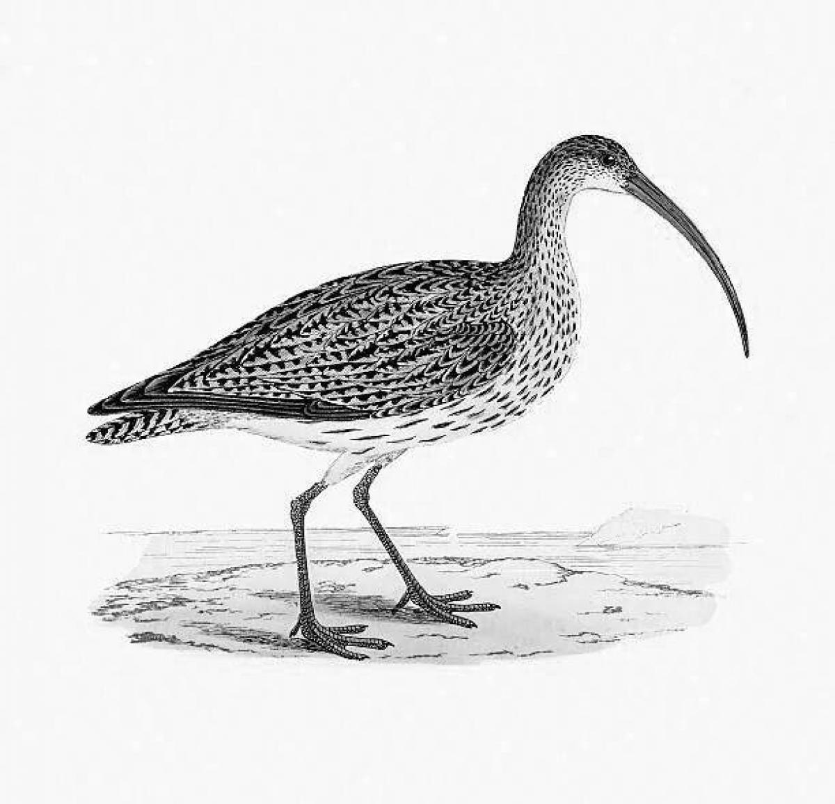 Coloring playful curlew