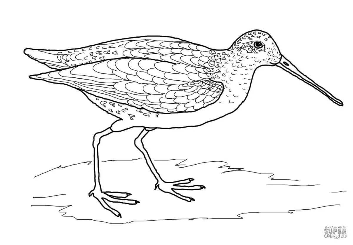 Coloring book funny curlew