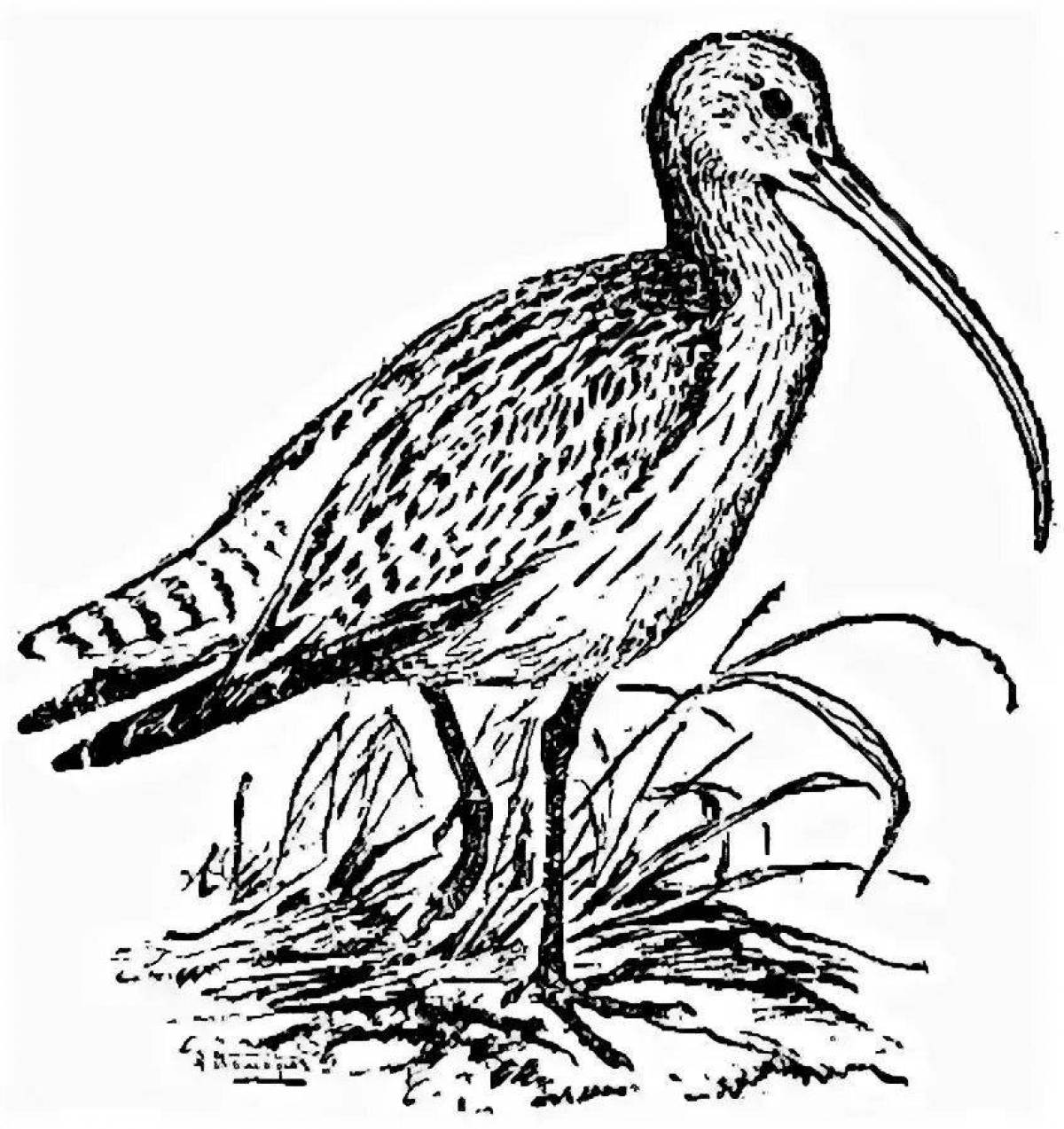 Curlew whimsical coloring