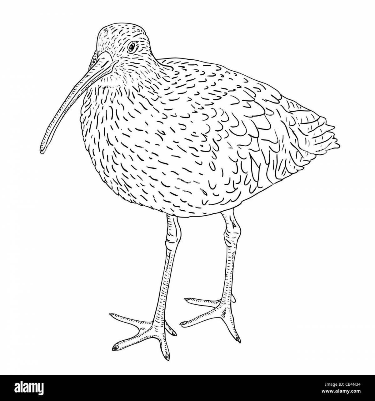 Curlew live coloring page
