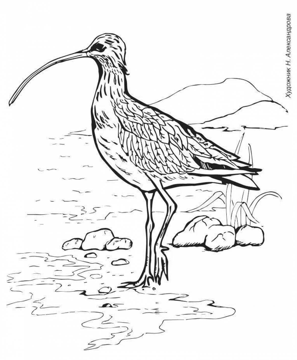 Curlew Animated Coloring Page