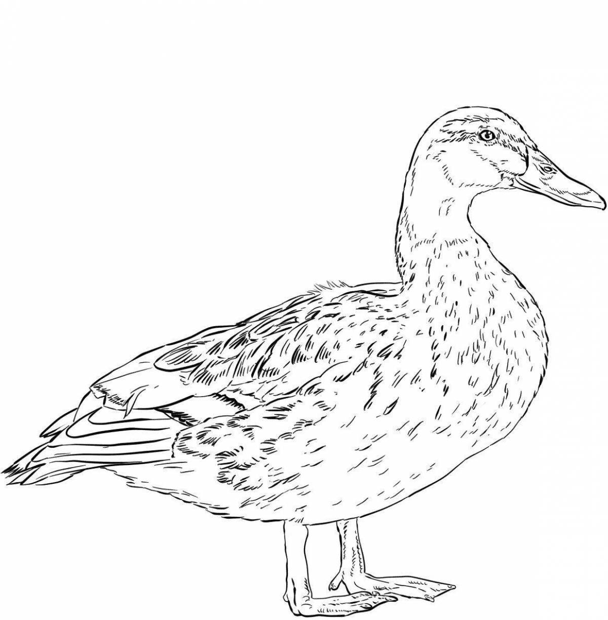 Animated lanfan duck coloring page
