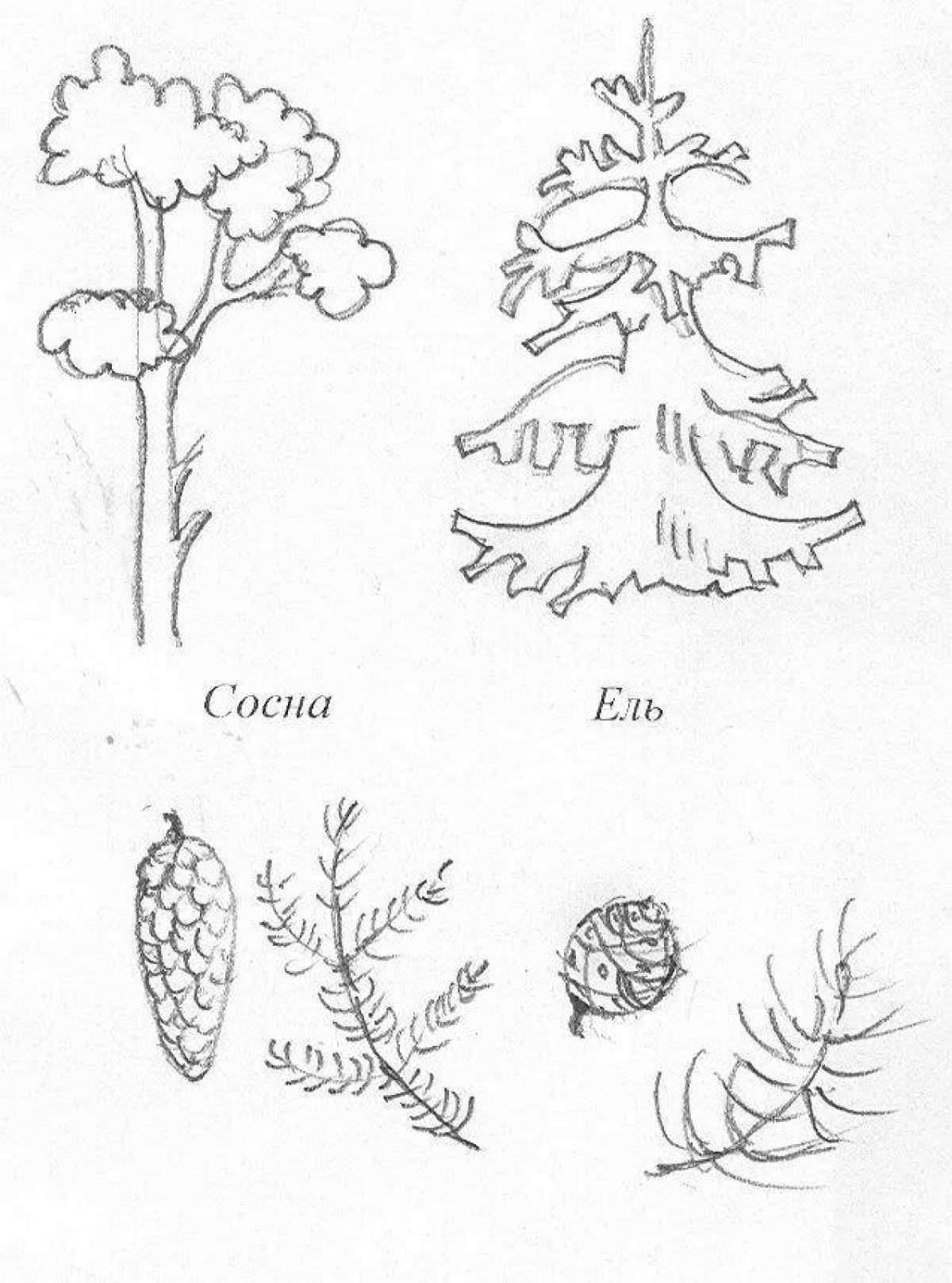Хвойные растения рисунок. Хвойные деревья задания для детей. Хвойные деревья задания для дошкольников. Хвойные деревья раскраска. Лиственные и хвойные деревья задания для дошкольников.