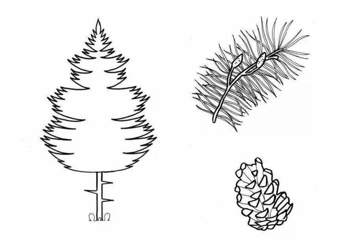 Хвойное дерево рисунок. Хвойные деревья раскраска. Ель раскраска. Раскраска ель и сосна. Раскраска дерево ель.