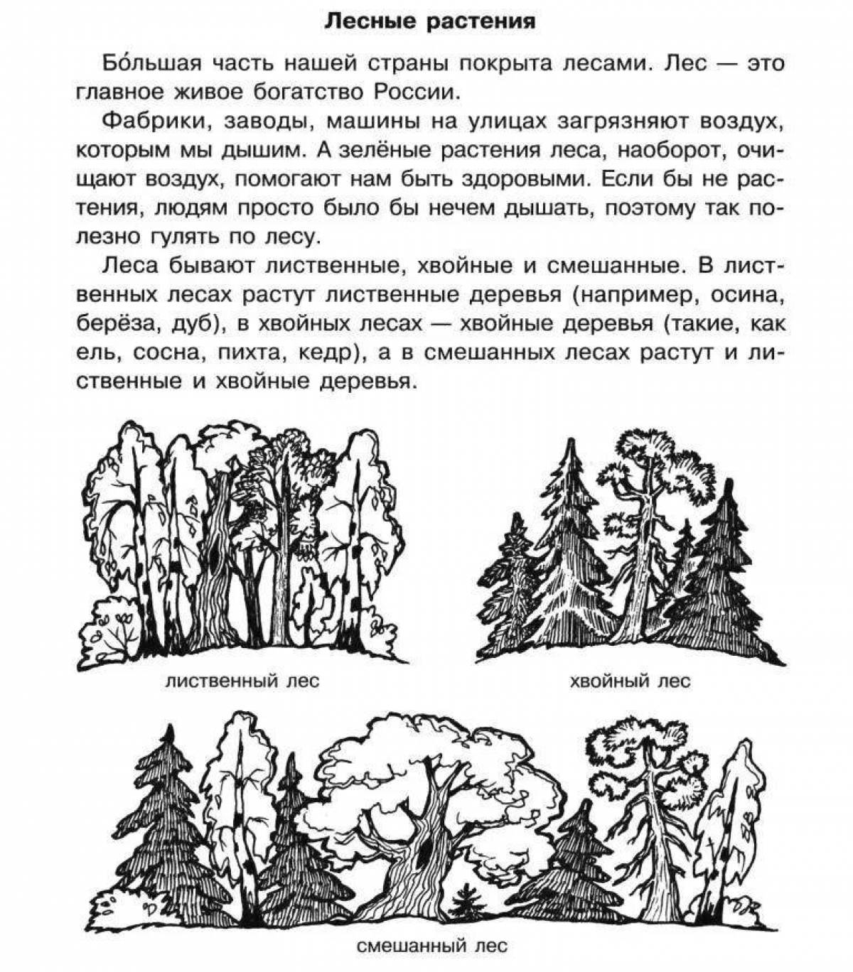 Grand coloring page хвойные деревья