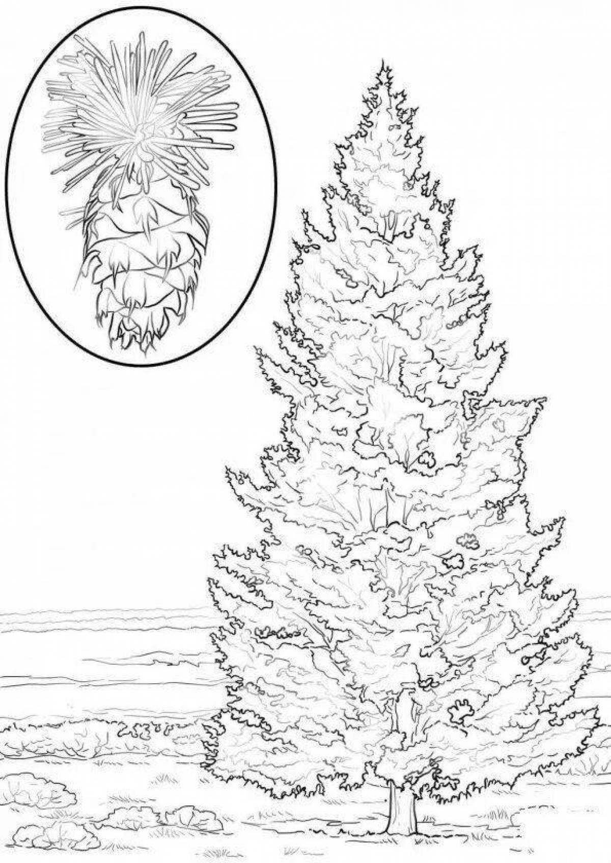 Conifers #3