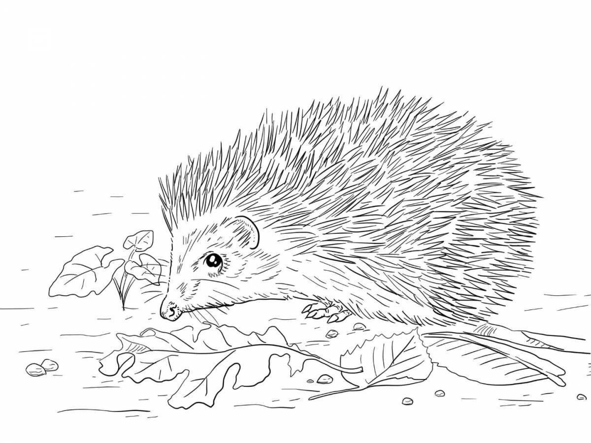 Coloring page happy big-eared hedgehog
