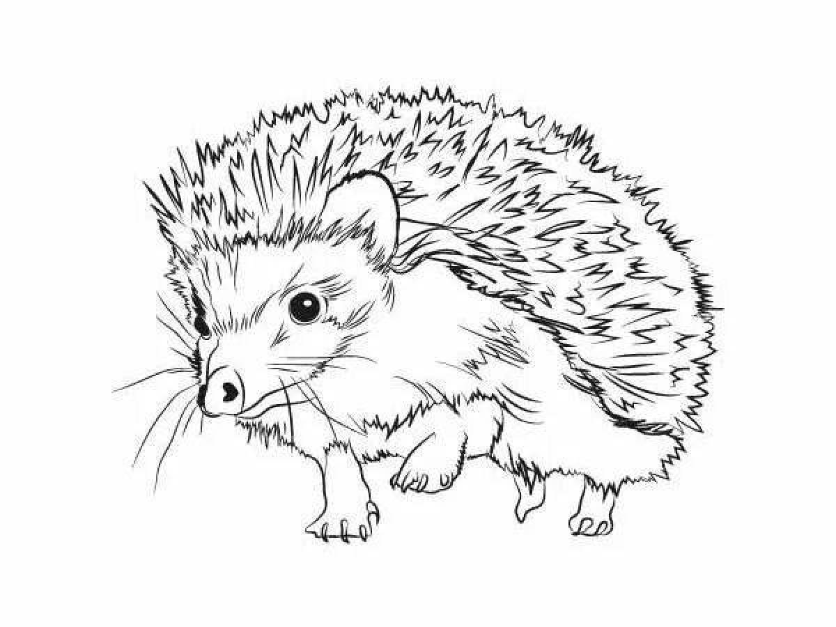 Coloring eared hedgehog