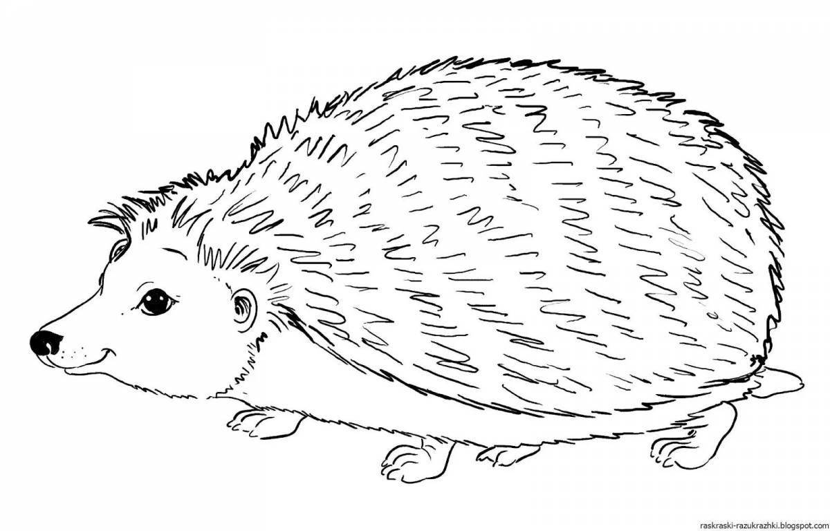 Coloring fluffy eared hedgehog