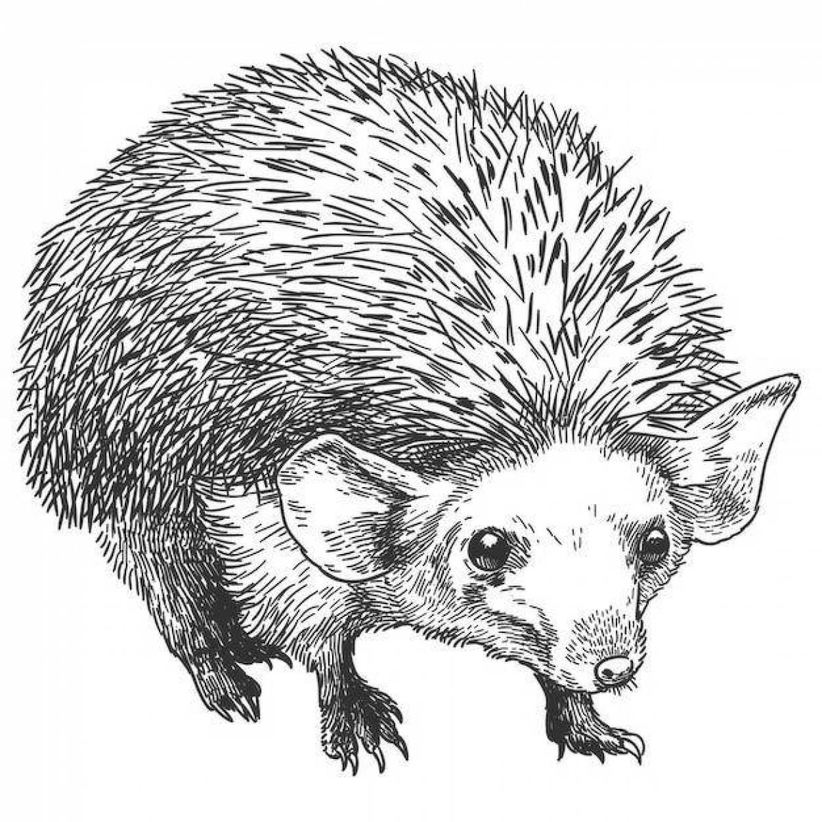 Coloring live long-eared hedgehog