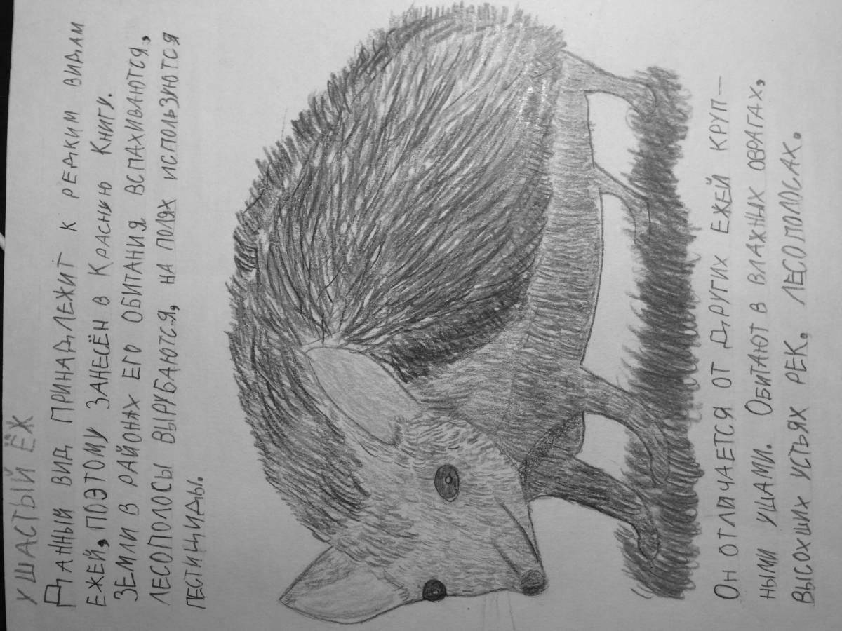 Coloring page bizarre big-eared hedgehog