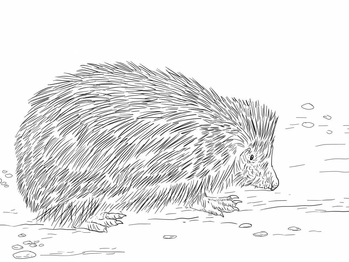 Animated hedgehog coloring page