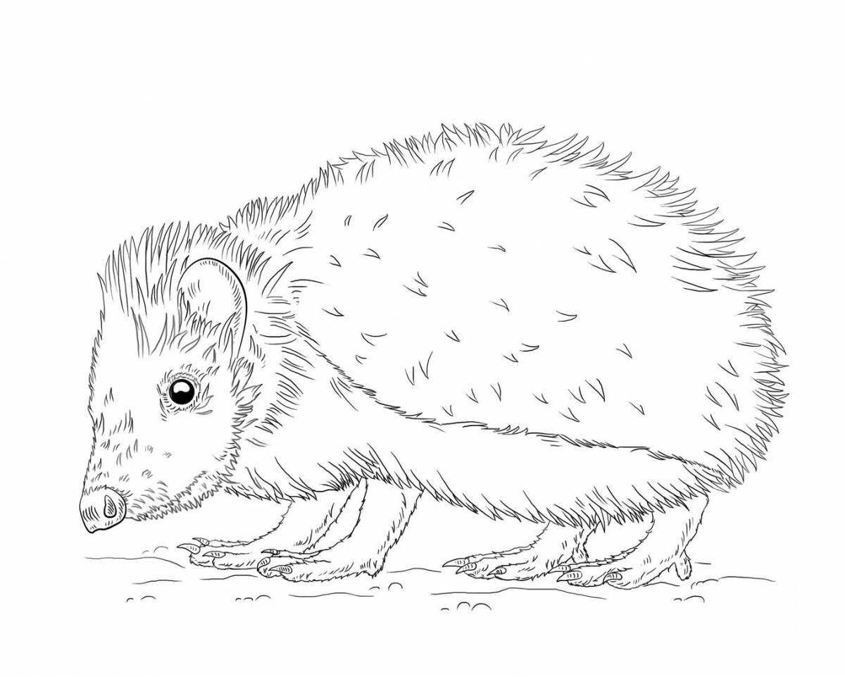 Coloring page happy eared hedgehog
